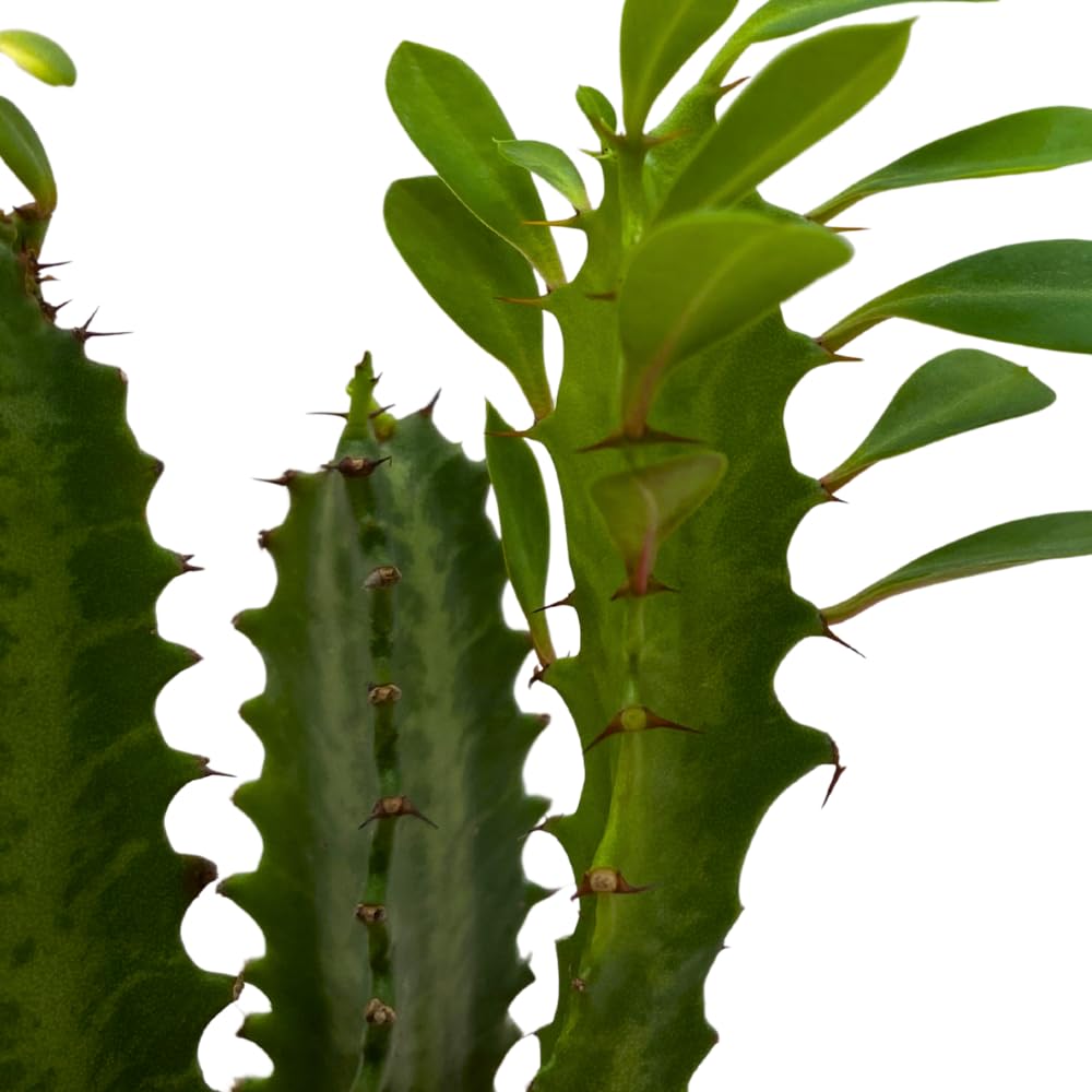 BubbleBlooms Original African Milk Tree, 4 inch Euphorbia trigona Green