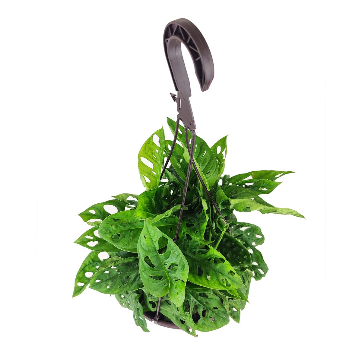 Monstera Adansonii 'Swiss Cheese' (6 inch) - Air-Purifying Houseplants - 4/6 inch Unique Live Decorative Houseplants - Low-Maintenance Indoor Plants, House Warming Gift, Natural Air Purifier