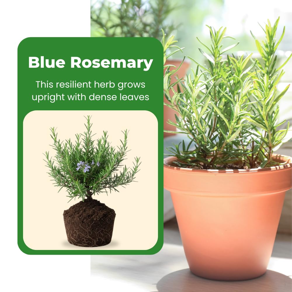 Set 3 Blue Rosemary Plants Live, Rosemary Live Plant, Edible and Fragrant Herbs, Rosemary Seedling for Indoor Outdoor Planting, 4-6 Inches Starter Plant