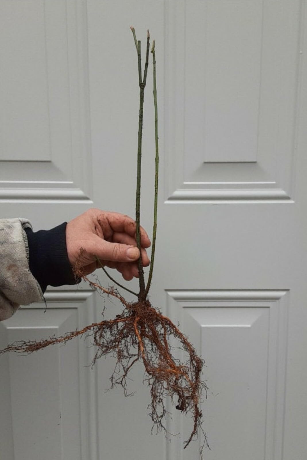 Live Plant - 2 Blue Japanese Wisteria Vines - 6-18" Tall - Live Plants - Wisteria floribunda
