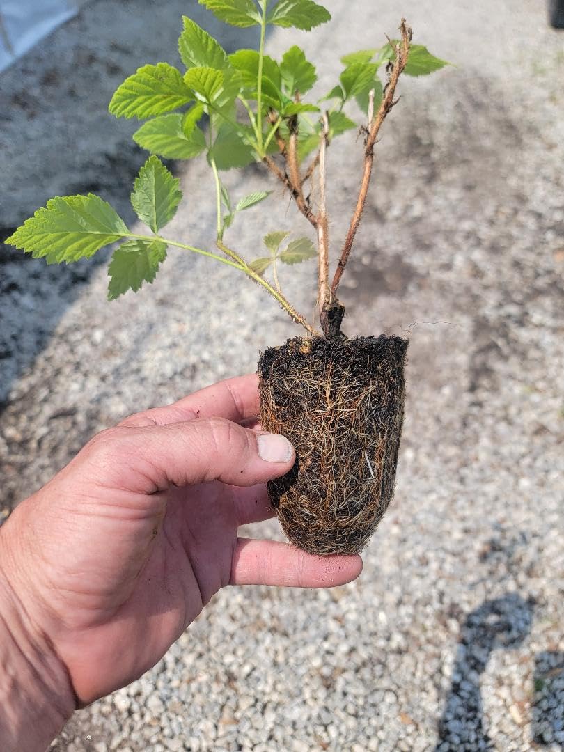 (1) - Fall Gold Everbearing Raspberry - Starter Plant (L4) (1 Live Plant)