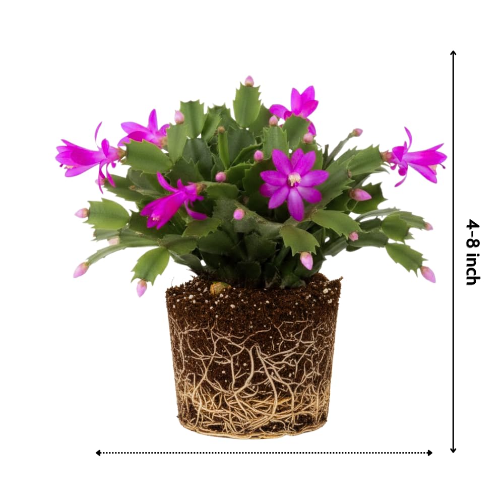 Christmas Cactus Plants Live, Flowering Thanksgiving Cactus with Vibrant Blooms, 4-7'' Tall, Easy-Care Indoor Houseplant (Purple Blooms)