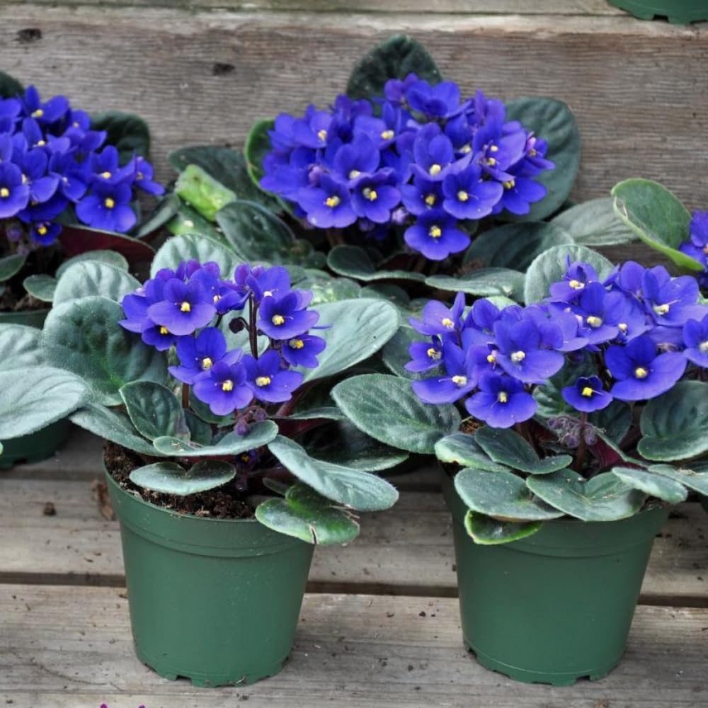 African Violet Live Plant Houseplant in 4" Pot, Blooming Indoor Plant for Home or Office with Vibrant Flowers (Blue African Violet)