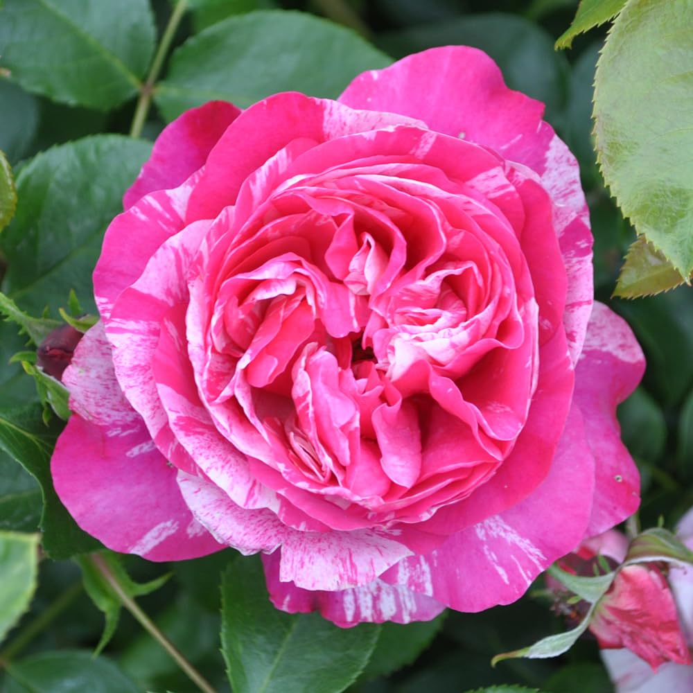 Heirloom Climbing Roses, Live Own Root Plant for Outdoor Garden, Raspberry Cream Twirl™, Lightly Fragrant, Hardiness Zones 6-10, Continual Blooming