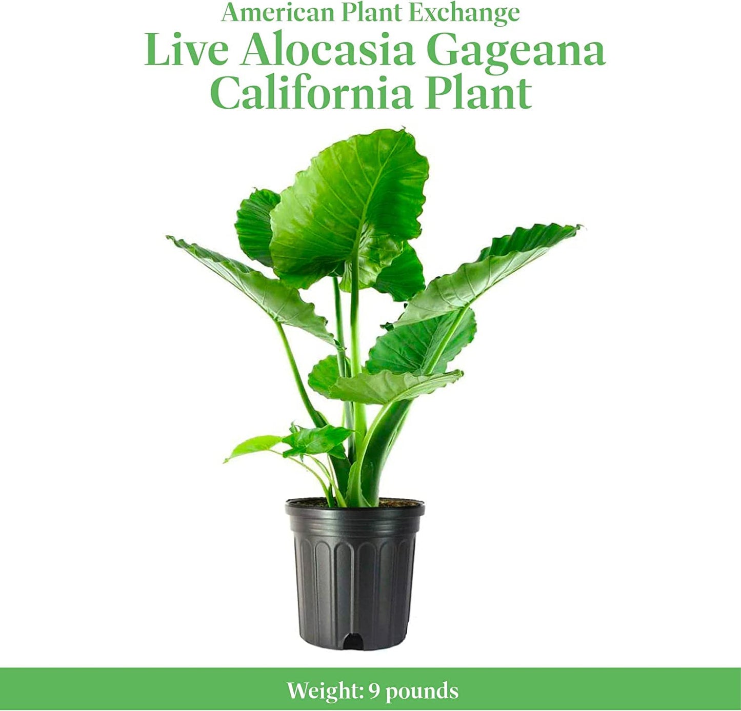 American Plant Exchange Alocasia Elephant Ear – 10-Inch Pot – Live Easy Care Tropical Houseplant, Bold Foliage Indoor or Patio Plant for Home, Office, Garden & Jungle-Inspired Décor