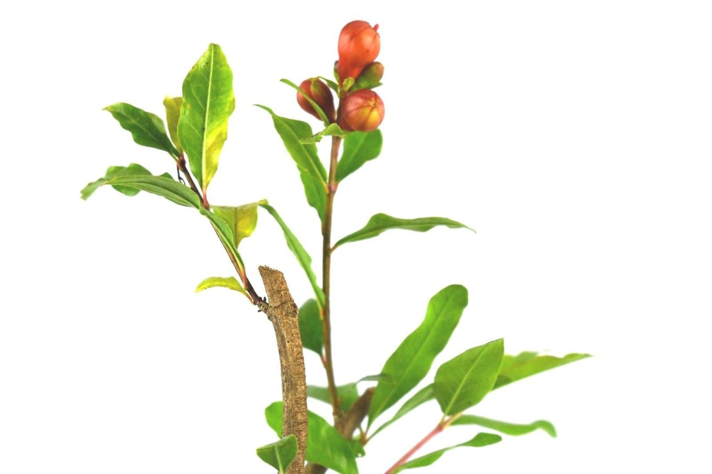 Wonderful Pomegranate Now DORMANT Live Plant Potted 5-8 Inch Tall Granada