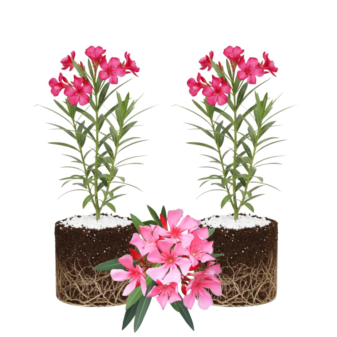 2 Live Pink Oleander Plants, Flowering Bush, 4-7 Inches Tall, Well Rooted for Planting