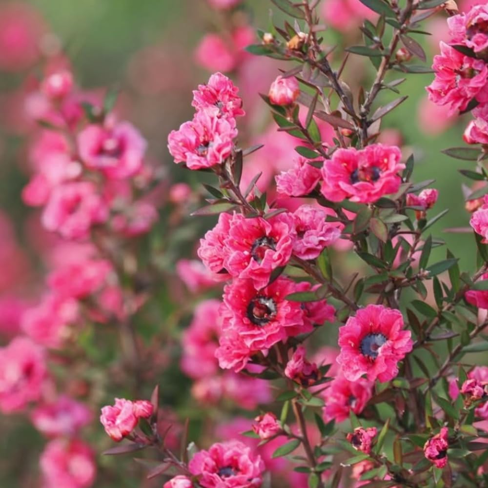 Manuka Tea Tree Plant, Pink Leptospermum Tree Live Plant, 4 to 7 Inc Long, Bush Plants for Growing