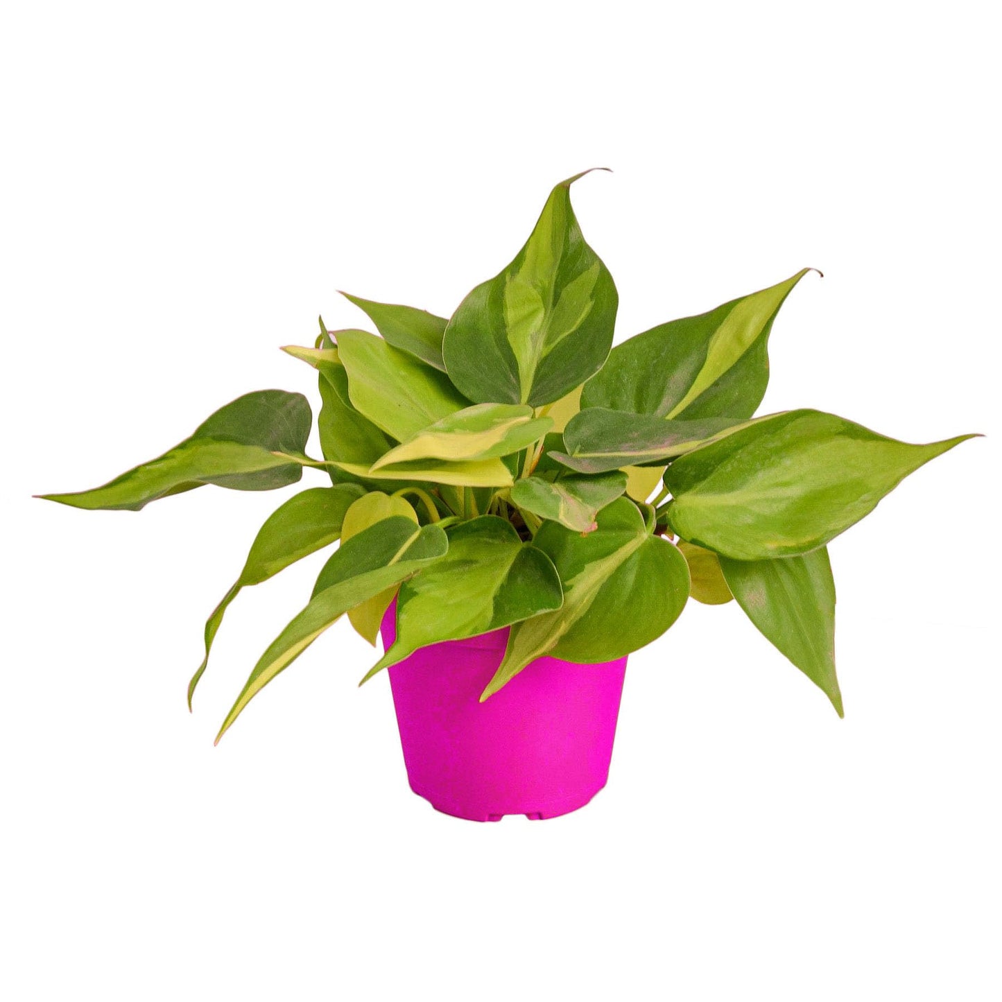 3 Pack Philodendron 'Brasil' in 4in Pot - Live Tropical Houseplant - Easy to Grow | Air Purifying | Variegated | USA Growers | The Snobby Leaf