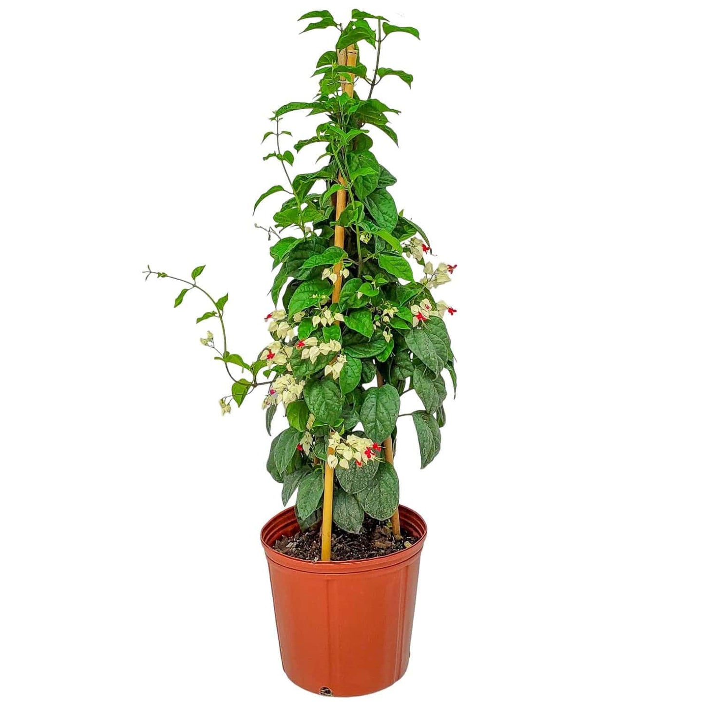 Tropical Plants of Florida Bleeding Heart Vine Live Plant Red and White Flowers - 3 Gallon 36 Inch Tall Tropical Flowering Vine Indoor Outdoor Ornamental Plant