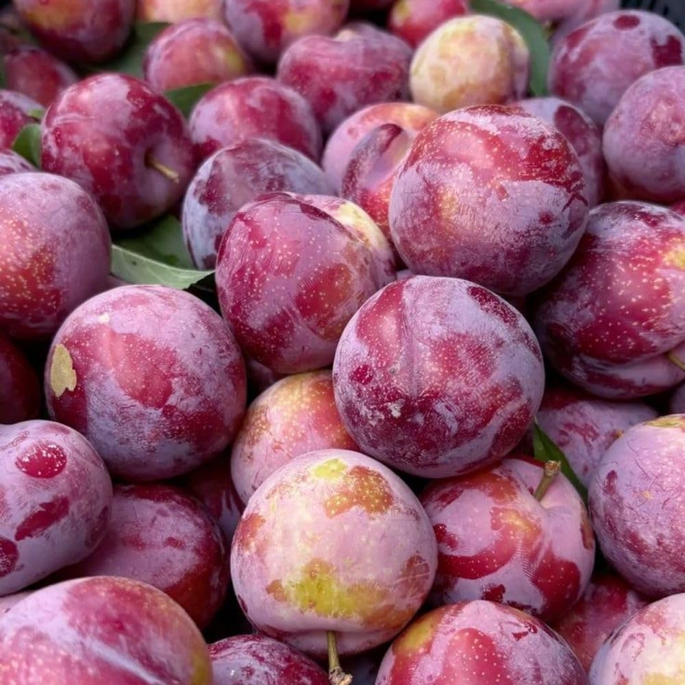 Santa Rosa Plum Tree 2-3 Feet Tall, Red Plum Tree Plant Live in 3 Gallon Pot, Tropical Plums Grafted Trees for Planting Outdoor Garden, No Ship to CA