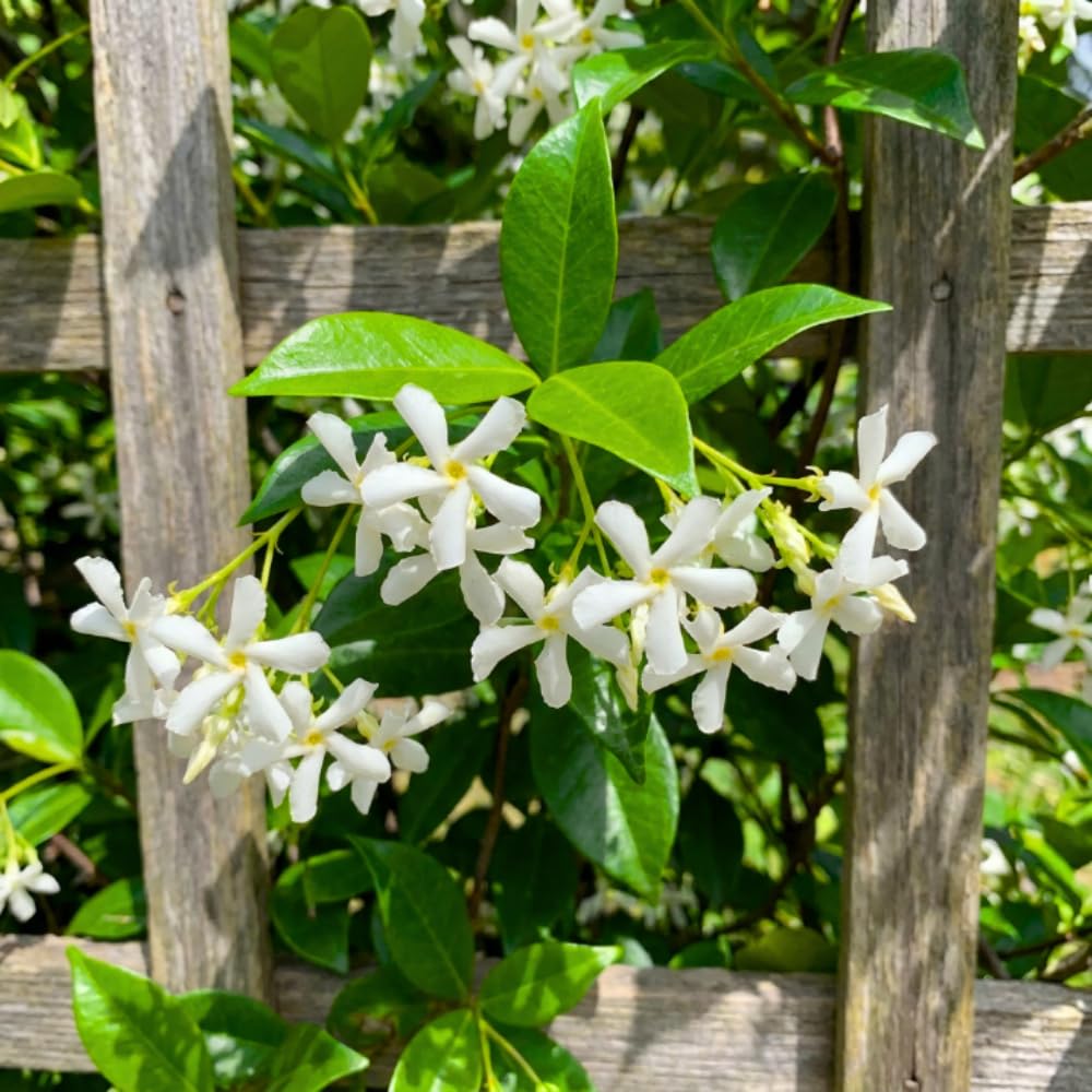 Star Jasmine Plant Live, Jasmine Flower Plant, 3-5 Inc Tall, Fragrant Climbing Vine for Indoor Outdoor Growing