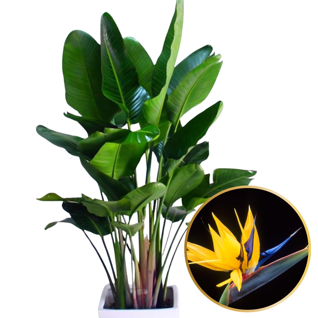 2 Yellow Bird of Paradise Live Plants, Strelitzia Reginae Well-Rooted Tropical Perennial Blooming, 5-9 Inches Houseplant Decor Indoor Outdoor, No Pot
