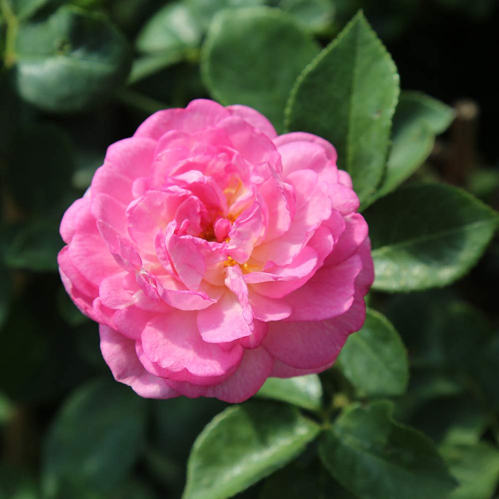 Heirloom Climbing Roses, Live Own Root Plant for Outdoor Garden, Arborose® Jasmina, Moderately Fragrant, Hardiness Zones 5-10, Continual Blooming