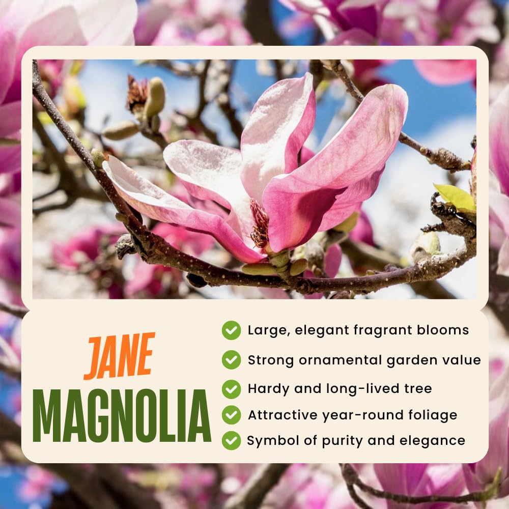 Jane Magnolia Plant Live, 6-12 Inch Tall, Magnolia Tree in 2.5” Pot, Flowering Ornamental Tree