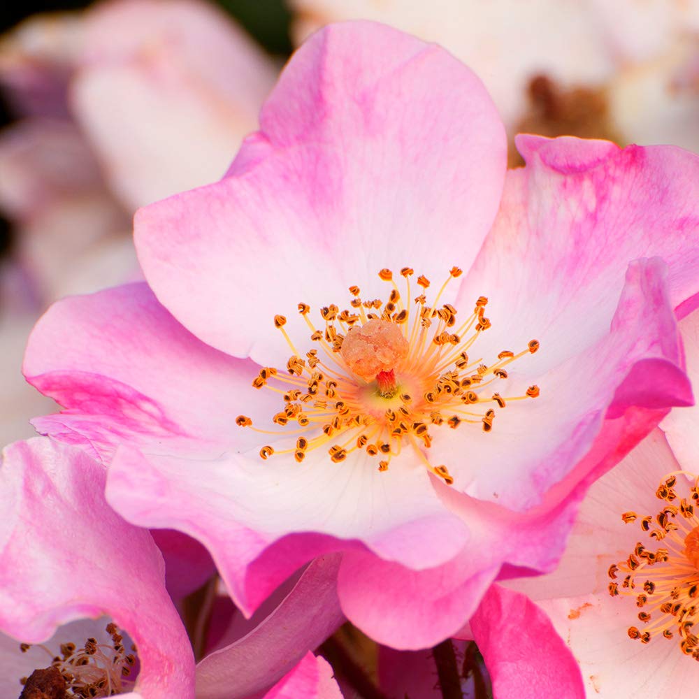 Heirloom Roses Pink Rose Bush - Carefree Delight® Live Landscape Rose Plant for Outdoor Planting