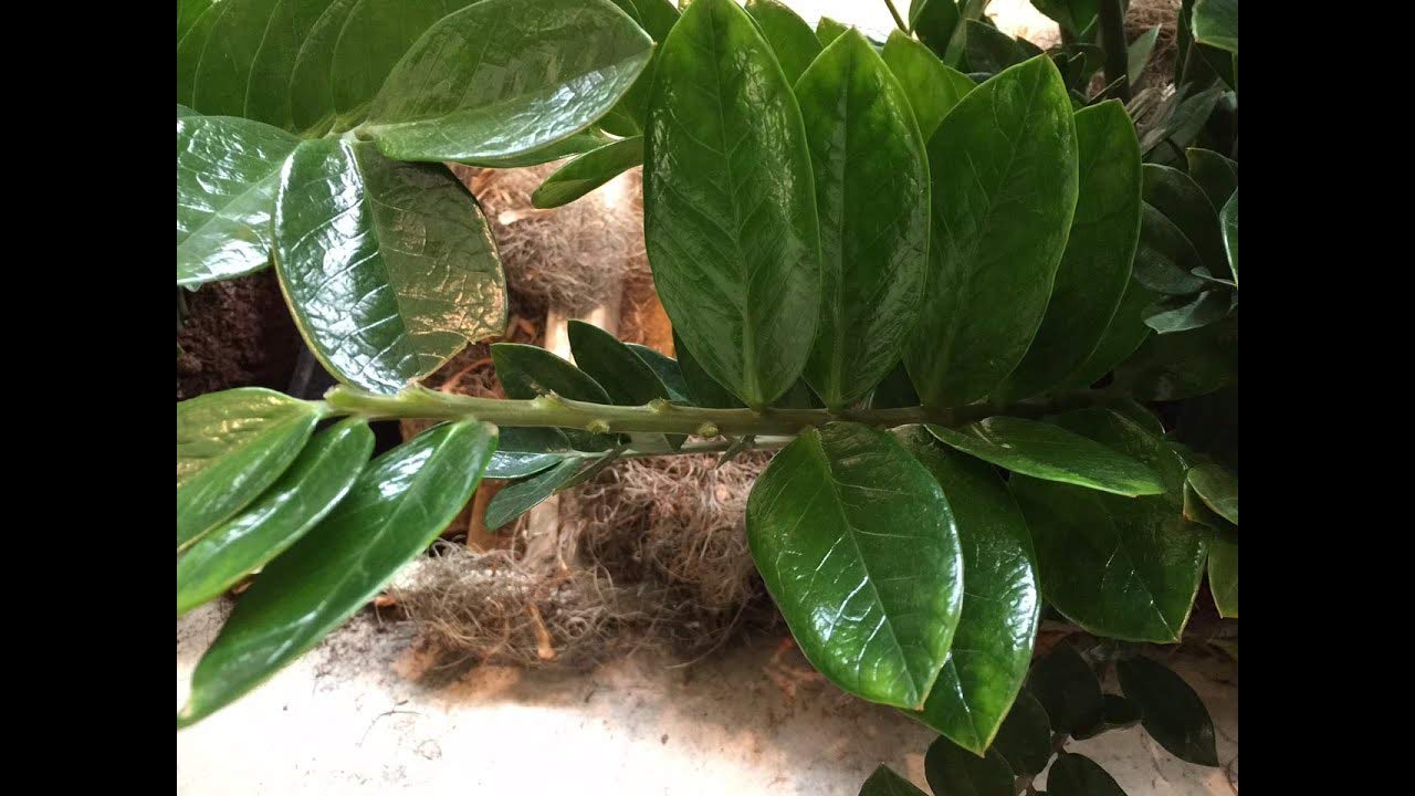 ZZ Plant - Live Plant in a 6 Inch Pot - Zamioculcas Zamiifolia - Beautiful Easy to Grow Air Purifying Indoor Plant