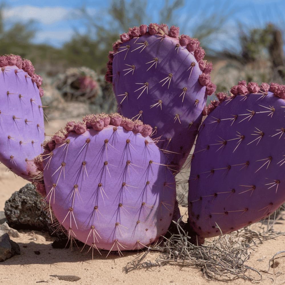 Prickly Pear Cactus Plant, Purple Prickly Pear Live Plant Perennial Outdoor Garden 3-5 Inches