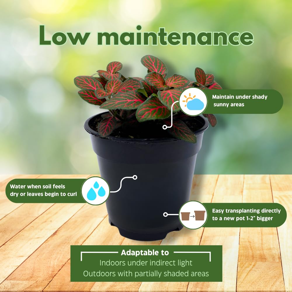 BubbleBlooms Red House Plants Foliage Assortment Set of 3 in 4 inch pots