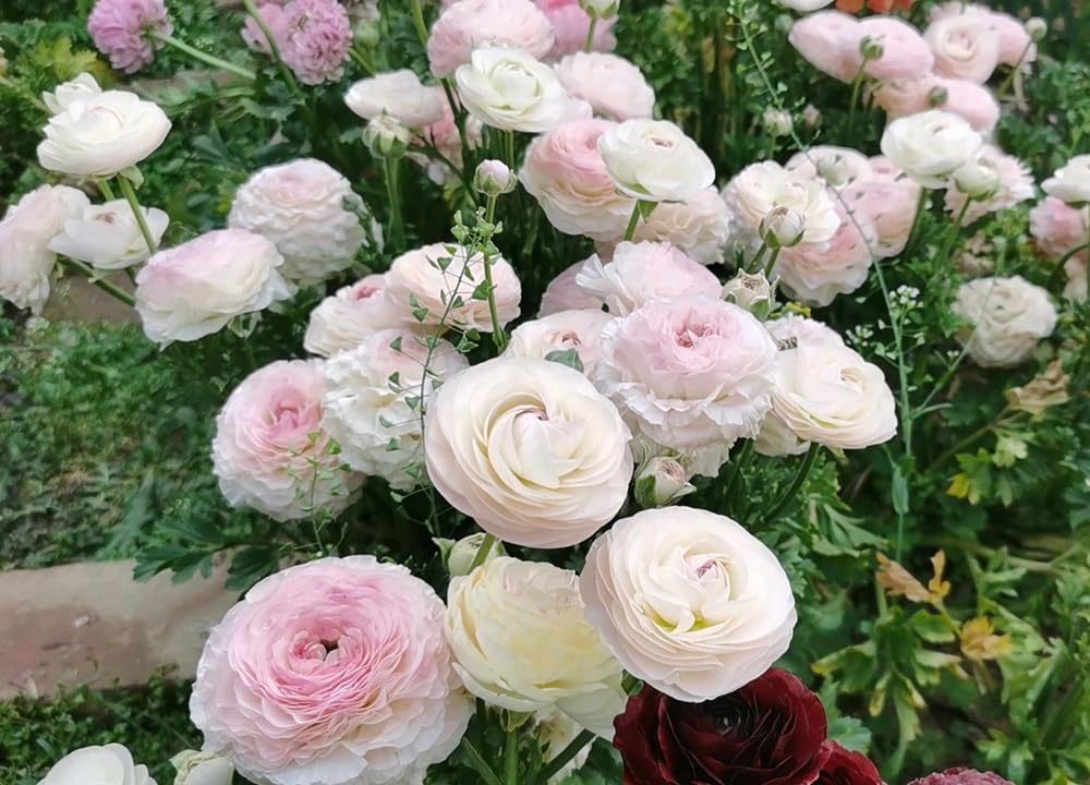10pcs Peony Ranunculus Bulbs Mixed Corms Flower Bulb Garden Blooms Planting (Mixed)
