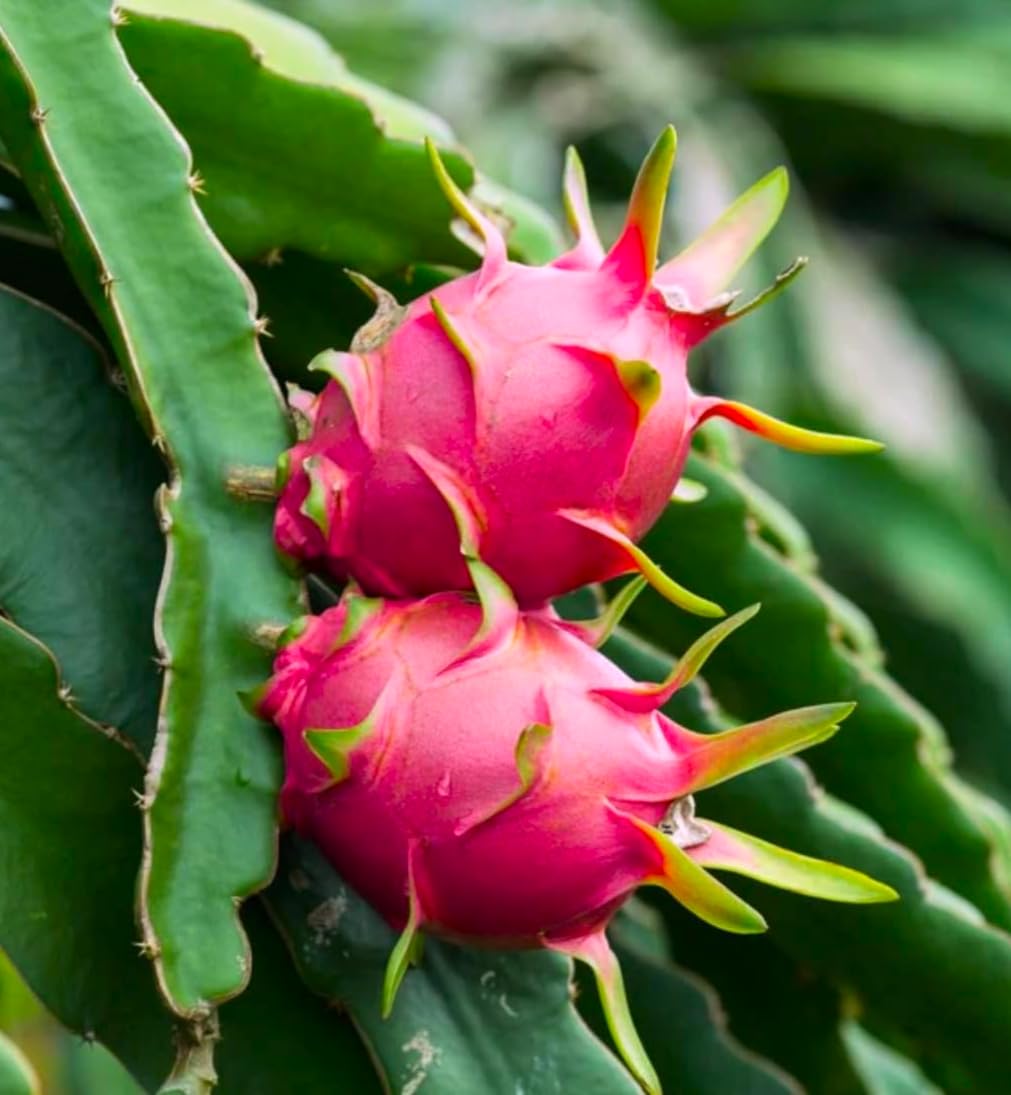 2 Edgar Dragon Fruit Plants (Hylocereus sp.) - Live Rooted Starters (4-6 Inches) - Sweet Red Flesh Pitaya Cactus - Self-Pollinating Vine for Home Gardens