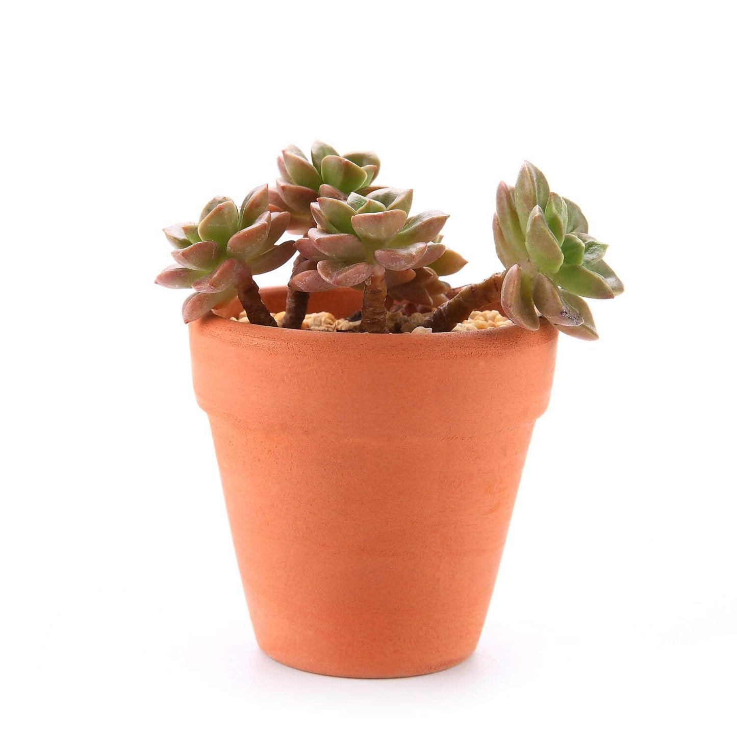 T4U 6.5CM Terracotta Plant Pots 12 Pcs, Mini Terracotta Pots with Drainage Holes, Small Clay Pots for Crafts, Small Plant Pots for Succulent Cactus Plants, DIY Mini Flower Pot, Gifts for Party Decor