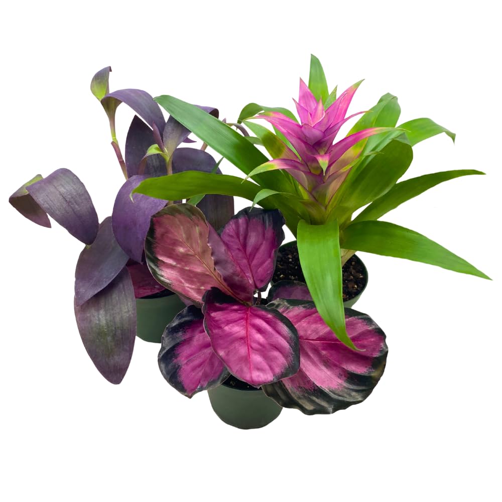 BubbleBlooms Purple House Plants Foliage Assortment Set of 3 in 4 inch pots