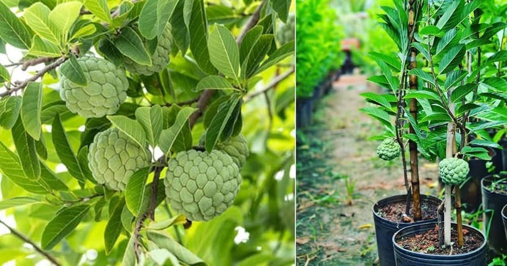 10 Pcs Sugar Apple Seeds (Annona squamosa), High Germination, Non-GMO Custard Apple Seeds for Planting, Easy to Grow Tropical Fruit for Home Gardens, Pots & Outdoor Orchards