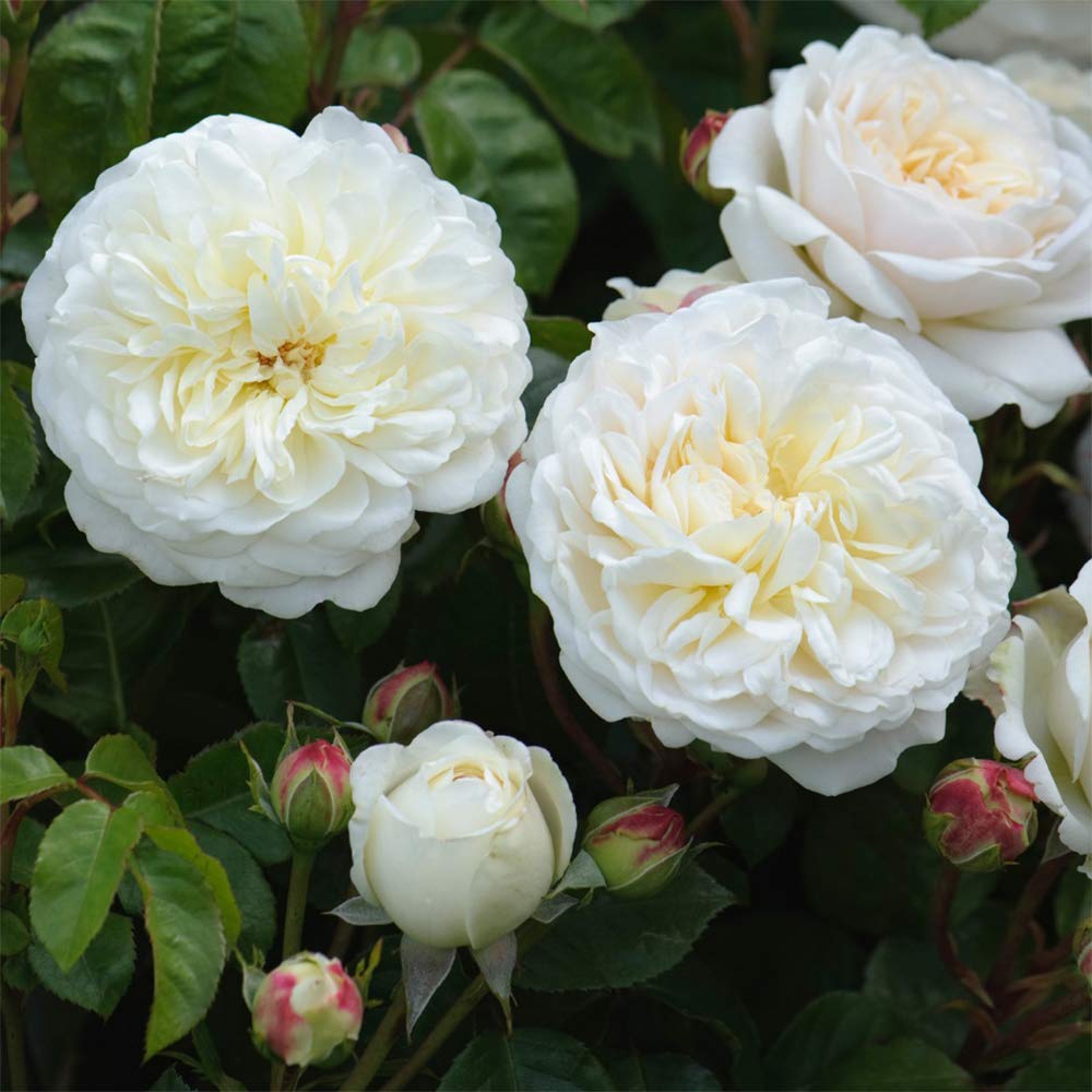Heirloom Roses David Austin Rose Plant - Tranquillity® White Rose Bush, Live Plant for Planting Outdoors