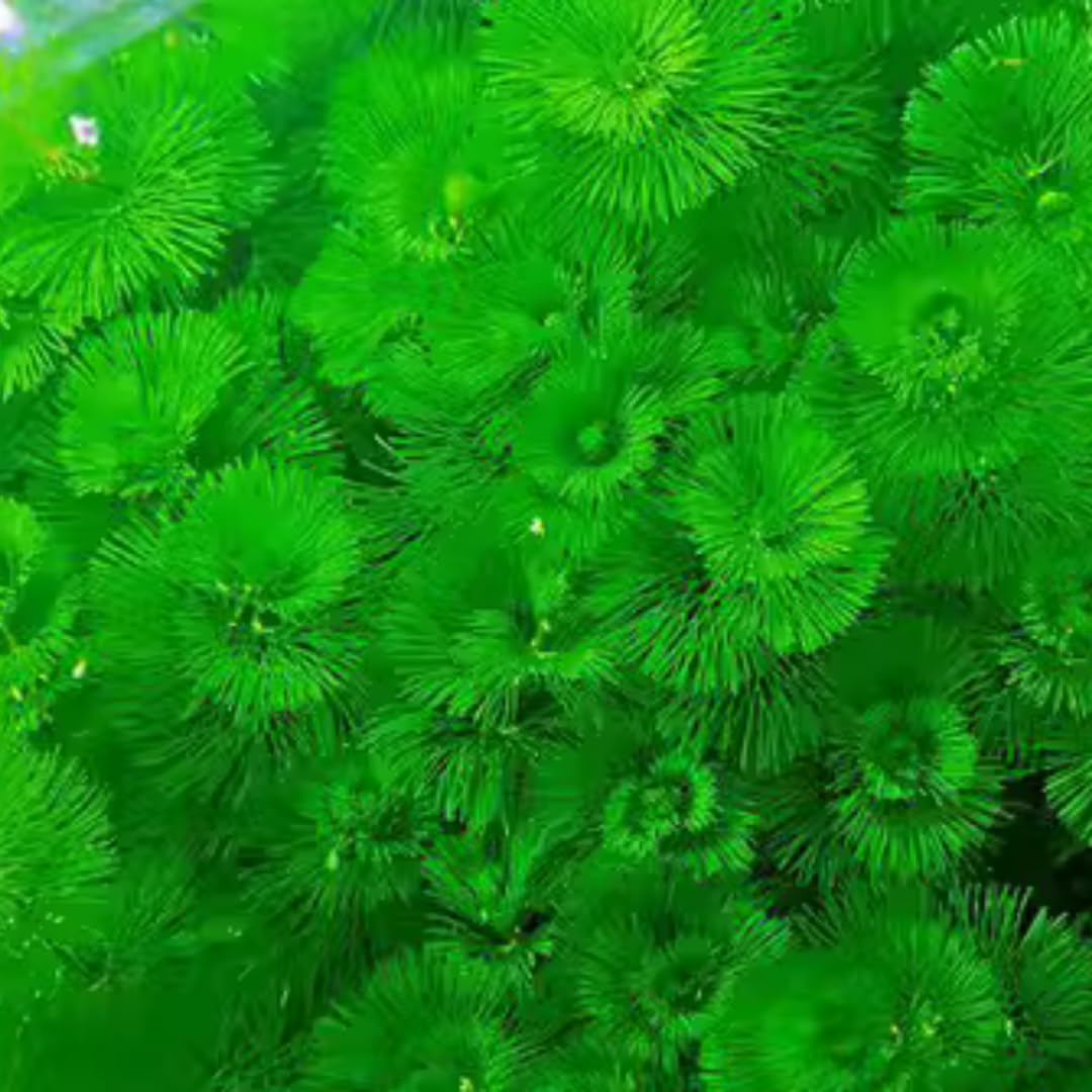 7 Green Cabomba Plants Live, Aquarium Plants Live, Live Cambomba Plant, 4 to 6 Inc Tall Aquatic Pond Plant