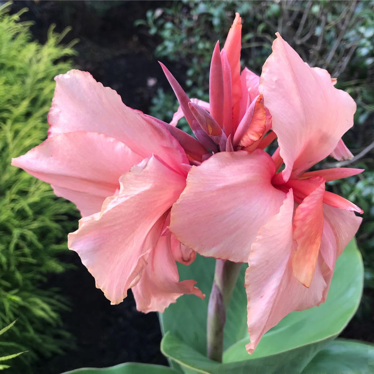 Chinese Coral Canna Lily Bulb – Large Coral Pink Blooms, Bluish Green Foliage, Rare Limited Variety, Zones 3–9, 3–4 Ft Tall, Summer Rhizome, 1 Bulb