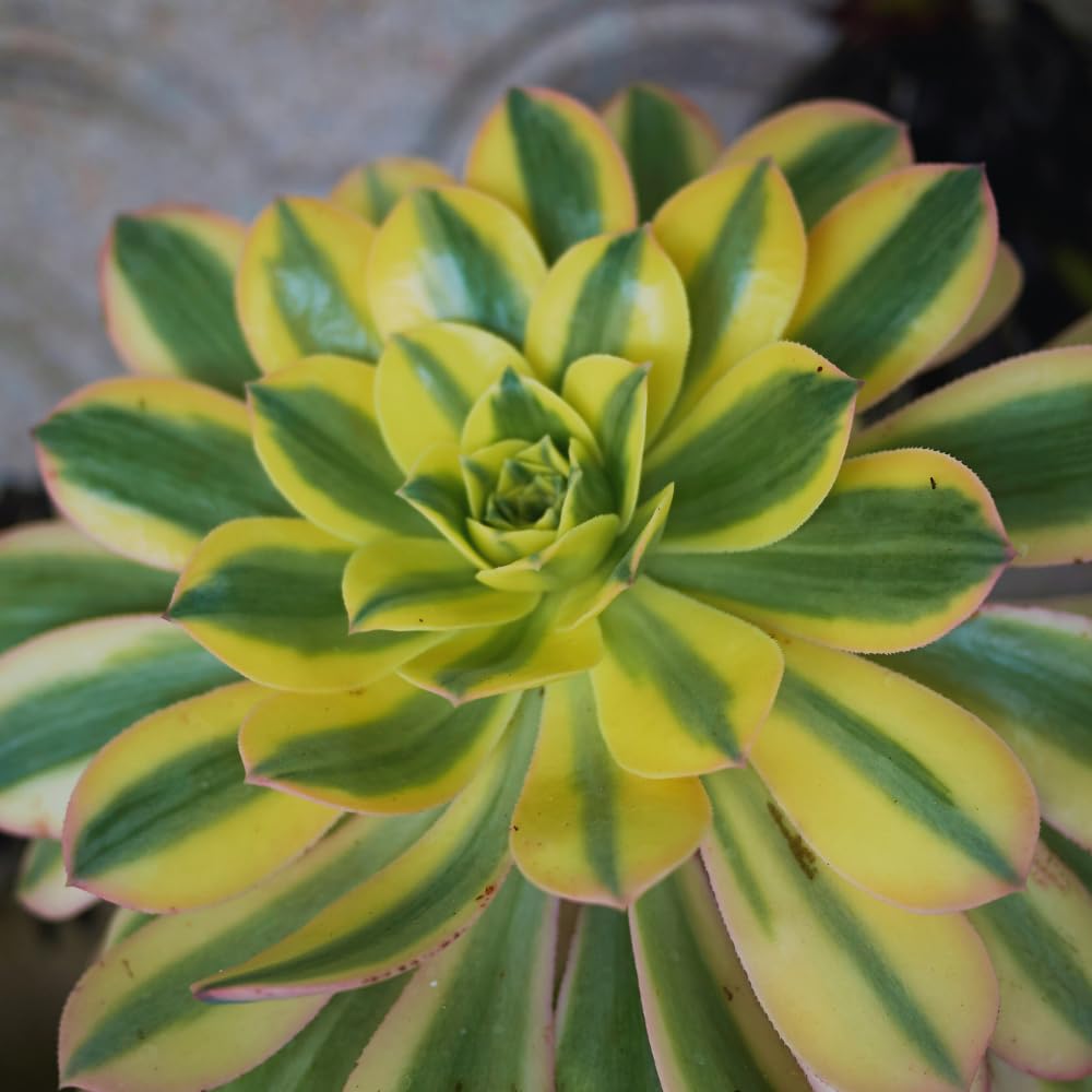 Aeonium Succulents Plant Live, Yellow Pink Green Aeonium Plant, House Plant Live 4 Inc Potted, Easy to Plant Gardening