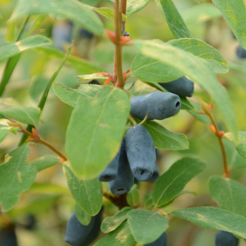 Set 2 Haskap Plants, Live Honeyberry Plant, 4-6" Tall Blue Haskap Berry Plant for Outdoor Garden Planting
