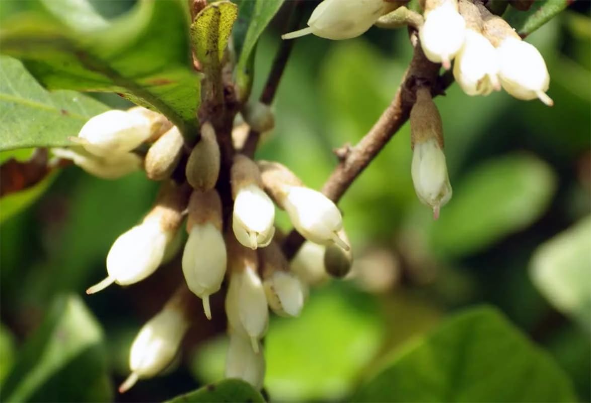 Miracle Fruit Plant Live – Synsepalum dulcificum – Taste-Changing Berry Plant – Sweetens Sour Foods Naturally – Tropical Edible Fruit Shrub – Live Starter Plant (No Pot) (2, Large)