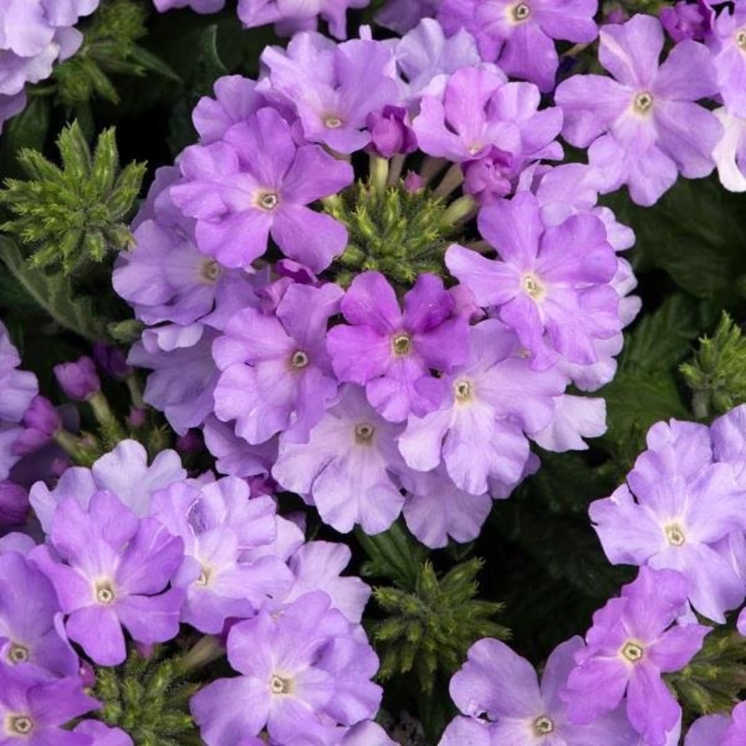 Pack 2 Light Lavender Perennial Verbena Plants, Light Purple Verbena Live Plants, Verbena Flower Trailing Plants Live for Planting, Verbena Plants in Zones 7 to 11