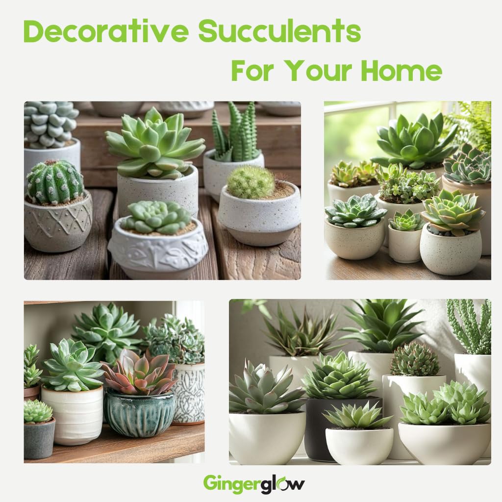 String of Buttons Live Plant | Compact Trailing Variegated Succulent in 4 Inch Pot | Plant for Home Office Decoration & DIY Projects