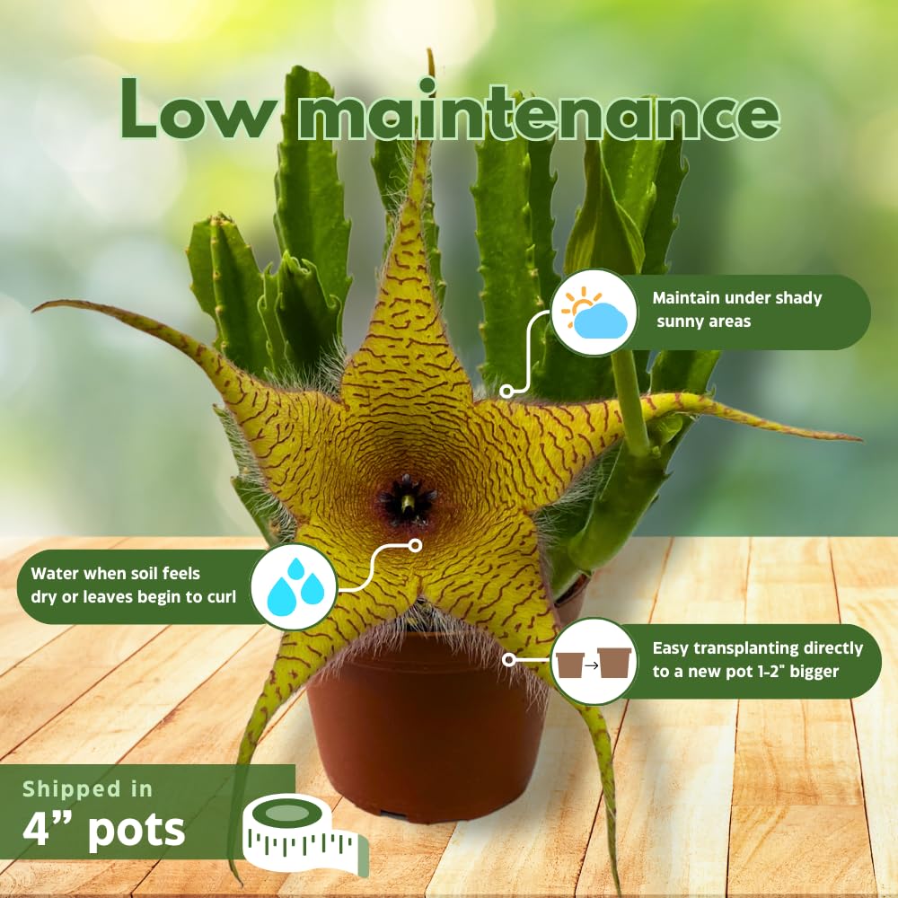 BubbleBlooms Huernia Stapelia Assortment 3 Different stapelias in 4 inch pots Grower's Choice May Include Lifesaver, Red Dragon, Black Bells
