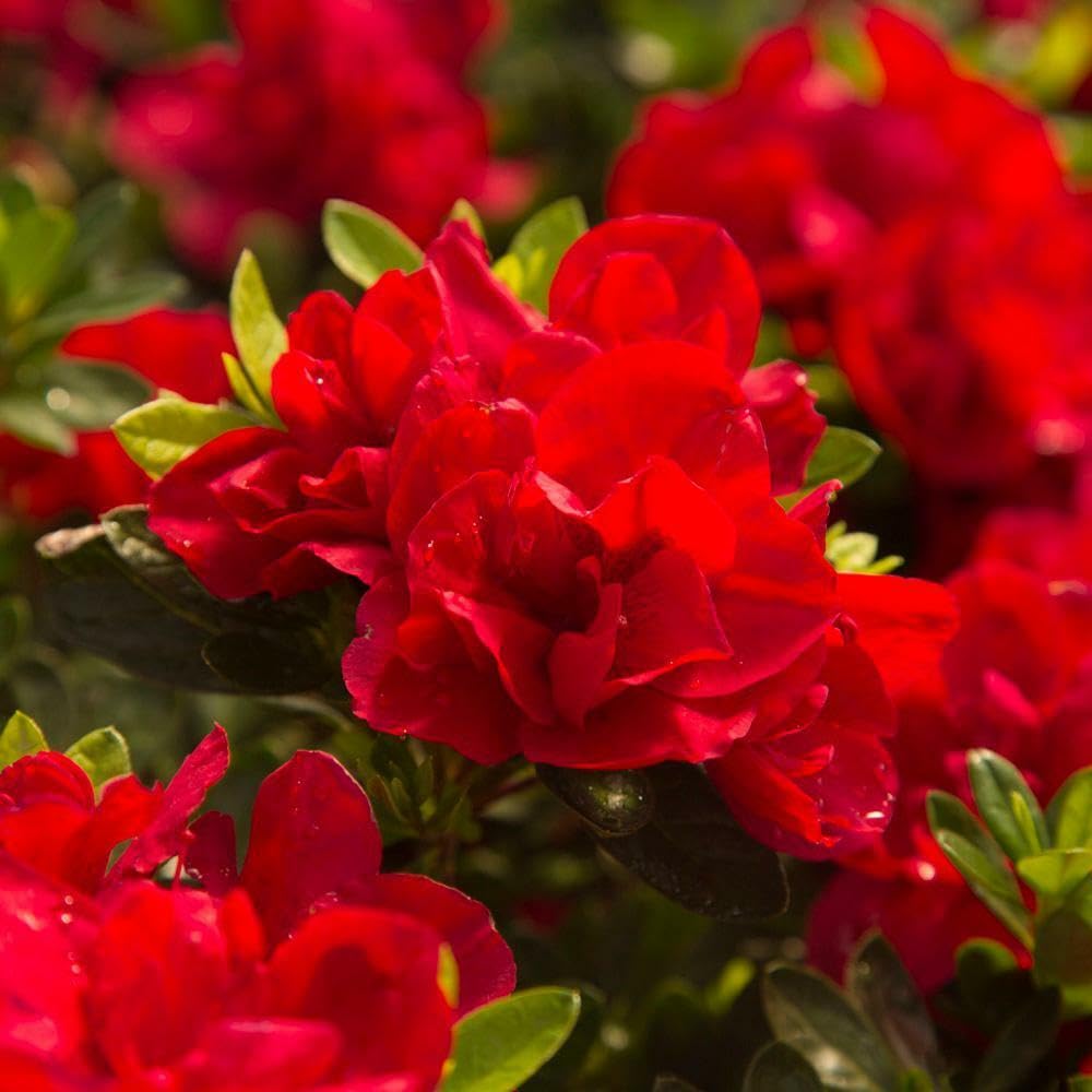 Live Plant - Encore Autumn Bonfireazalea Deciduous Well Rooted Starter Plantblood Red!