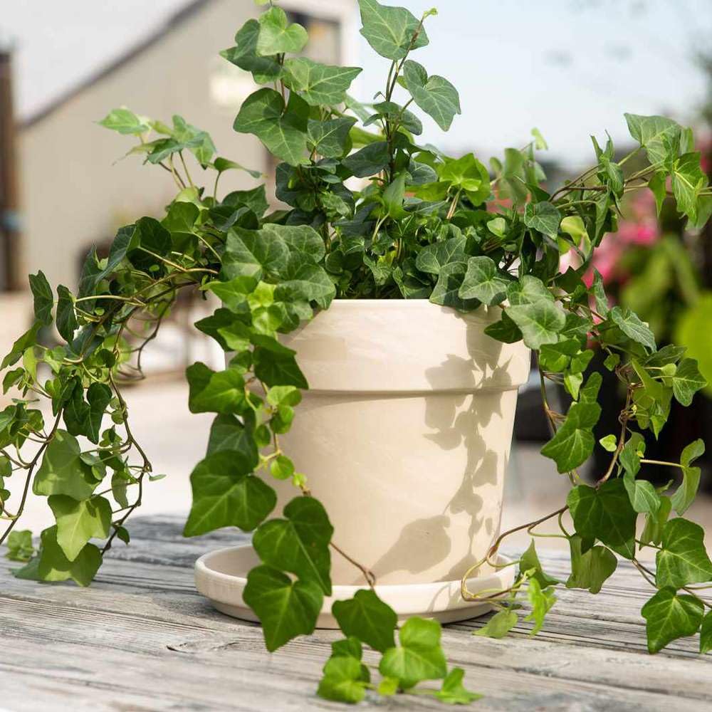 English Ivy Green Live Plant for Indoor | Different Houseplants in 4'' & 6'' Pot | Real House Plant for Living Room, Office, Desk & Bathroom | Hedera Helix Green California