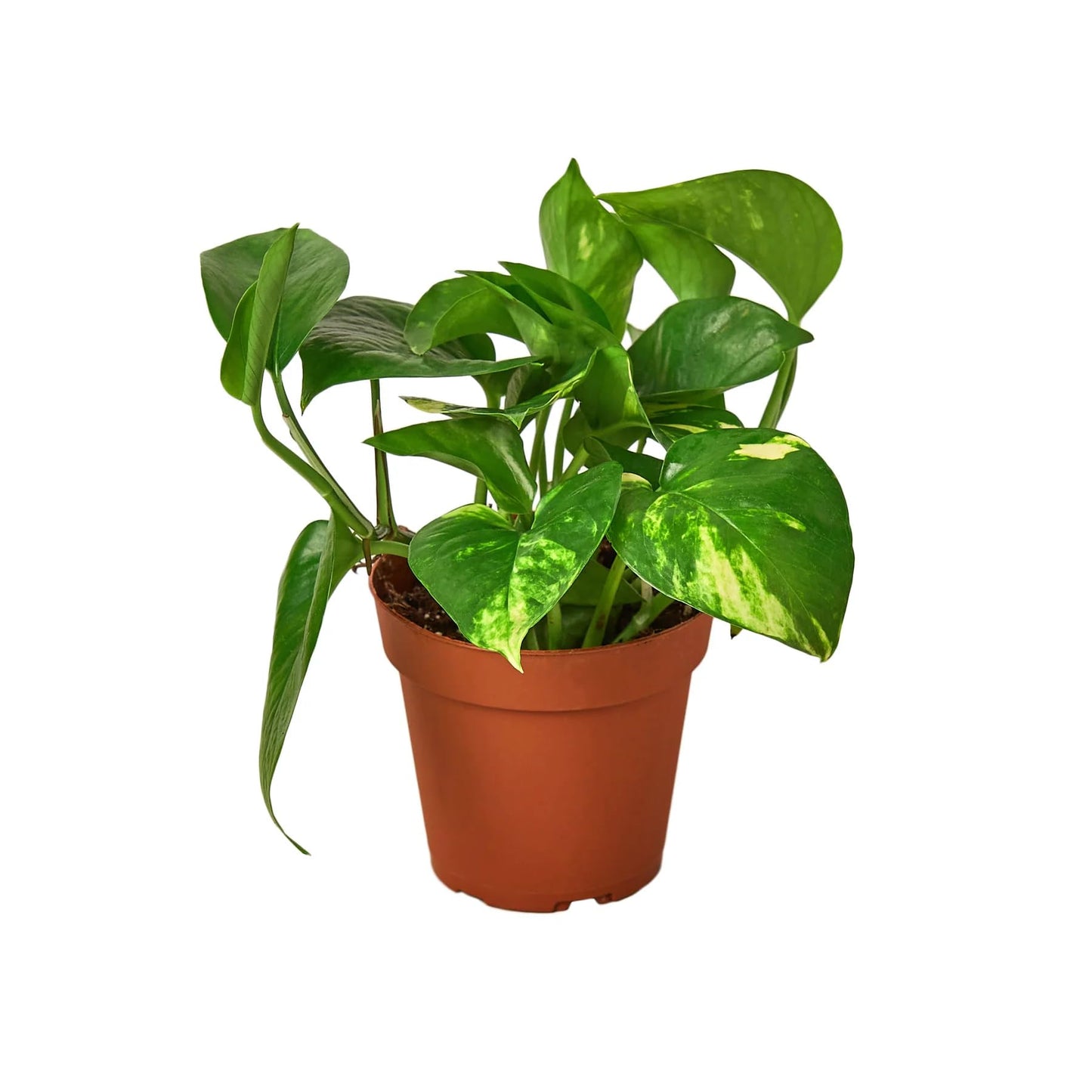 Pothos 'Golden' | Live Plant for Indoor & Outdoor | for Living Room, Office, Bathroom | (4" Pot)