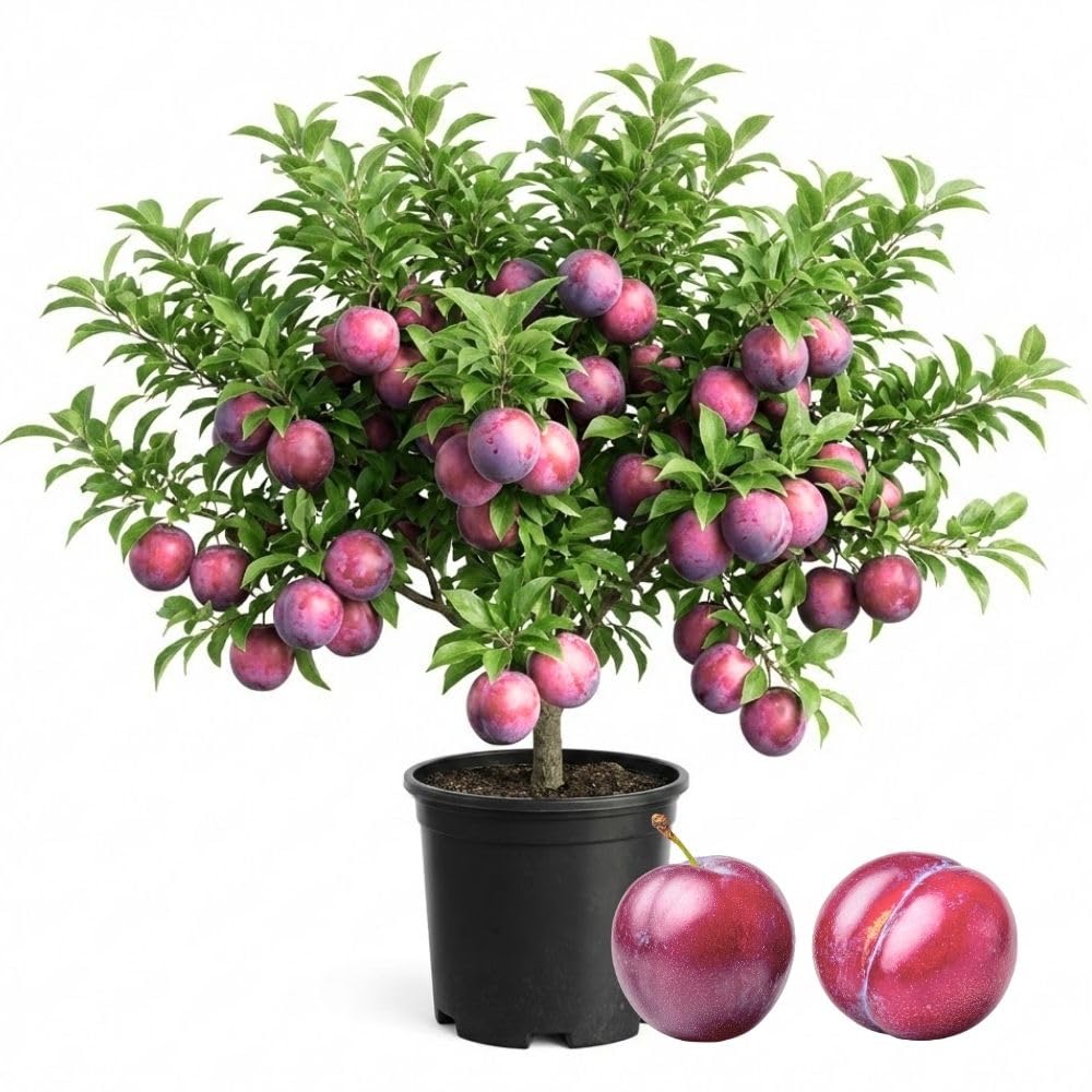Methley Plum Tree 2-3 Feet Tall in 3 Gallon Pot, Red Purple Plum Plant Live, Hardy PlumsTrees for Planting Outdoor Garden, No Ship to CA