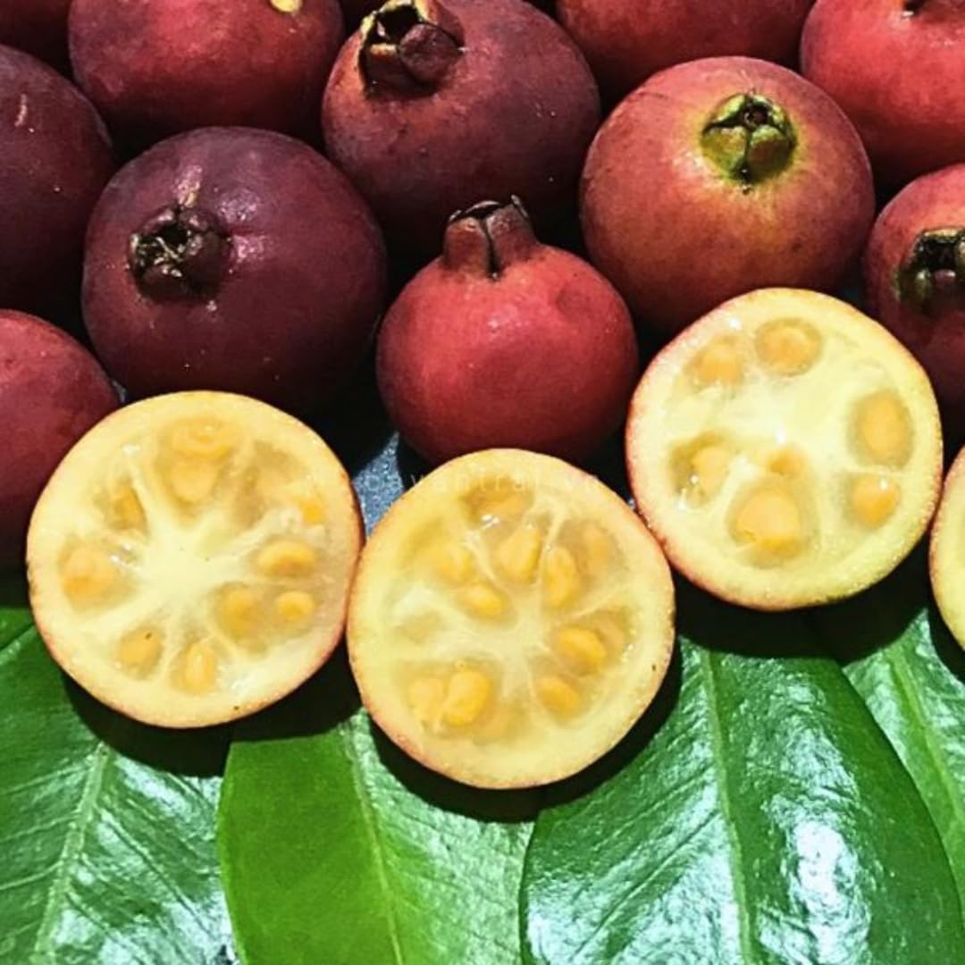 Fragrant Guava Tree Live Plant, Well Rooted 4"-10" in Tall, Tropical Fruit Guavas for Gardening, Zones 9-11 (Strawberry Cherry)