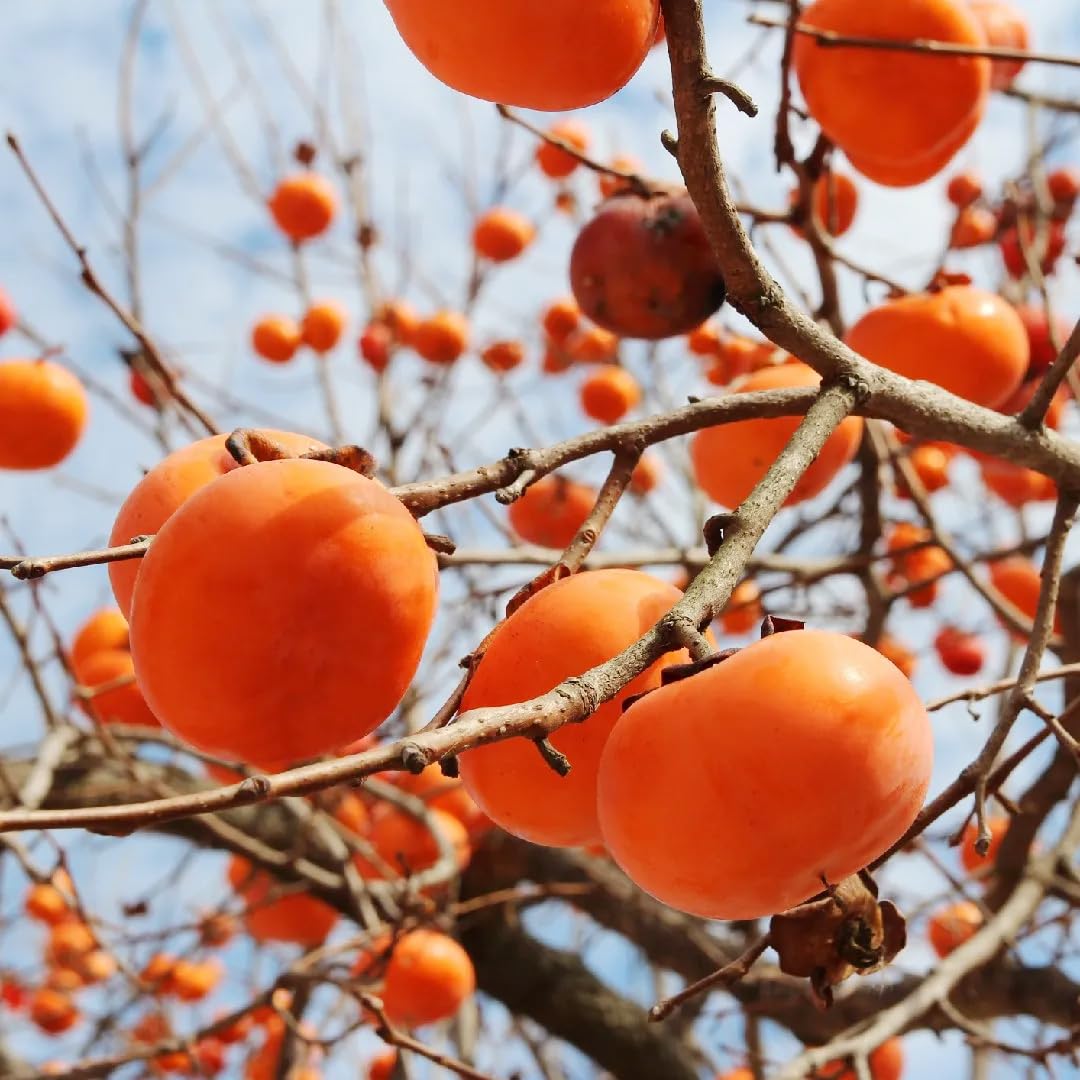 30+ Seed Date Plum Persimmon Fruit Tree Seeds for Planting Outdoor-Non-GMO Heirloom Sweet Fruit Plant in Your Home Garden