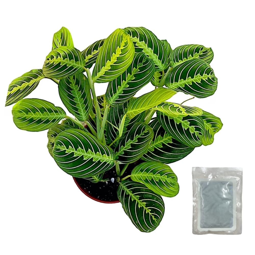 Live Plant, Lemon Lime Maranta Prayer Plant, Pet Friendly, Air Purifying, Easy Care, 12-16 inch Tall, Easy to Grow Rare Plant, Houseplant, 4 inch Pot by Hopewind Plants Shop (Heat Pack Included)