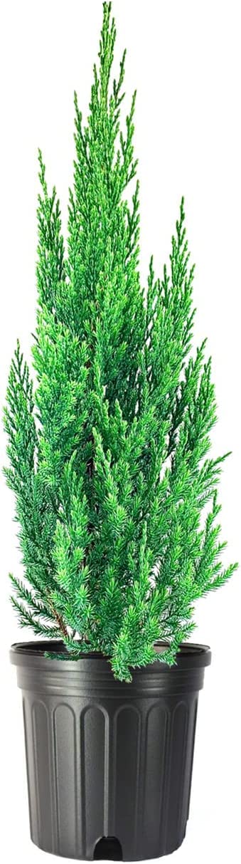 Blue Point Juniper | 1 Large Trade Gallon Size Plant | Juniperus Chinensis | Drought Tolerant, Evergreen Landscape, Low Maintenance, Privacy Screen, Fast Growing, Outdoor Shrub, Year-Round Interest