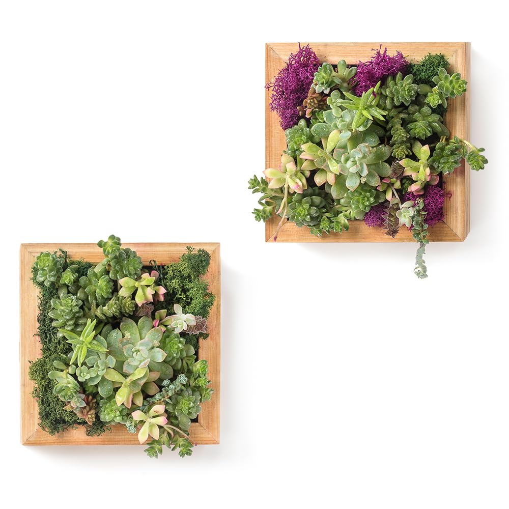 SuperMoss (22312) Sphagnum Moss Living Frame with Solid Wood Design | Succulent Wall Planter for Indoor and Outdoor Home Decor, Wall Art, Farmhouse Decor, and Living Room Wall Display, 6” x 6”