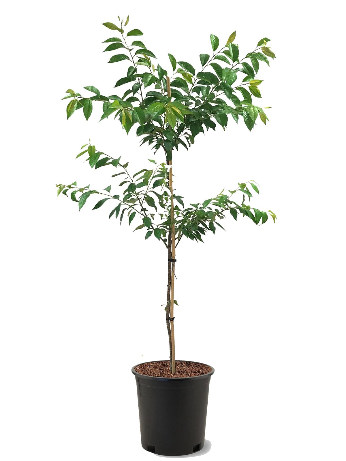 American Plant Exchange Cherry Tree 'Accolade' – Live Ornamental Flowering Plant, 2-3 ft Tall, 5-Gallon Pot, Cold-Hardy, Stunning Pink Blooms for Home Gardens, Backyard Landscapes & Year-Round Beauty