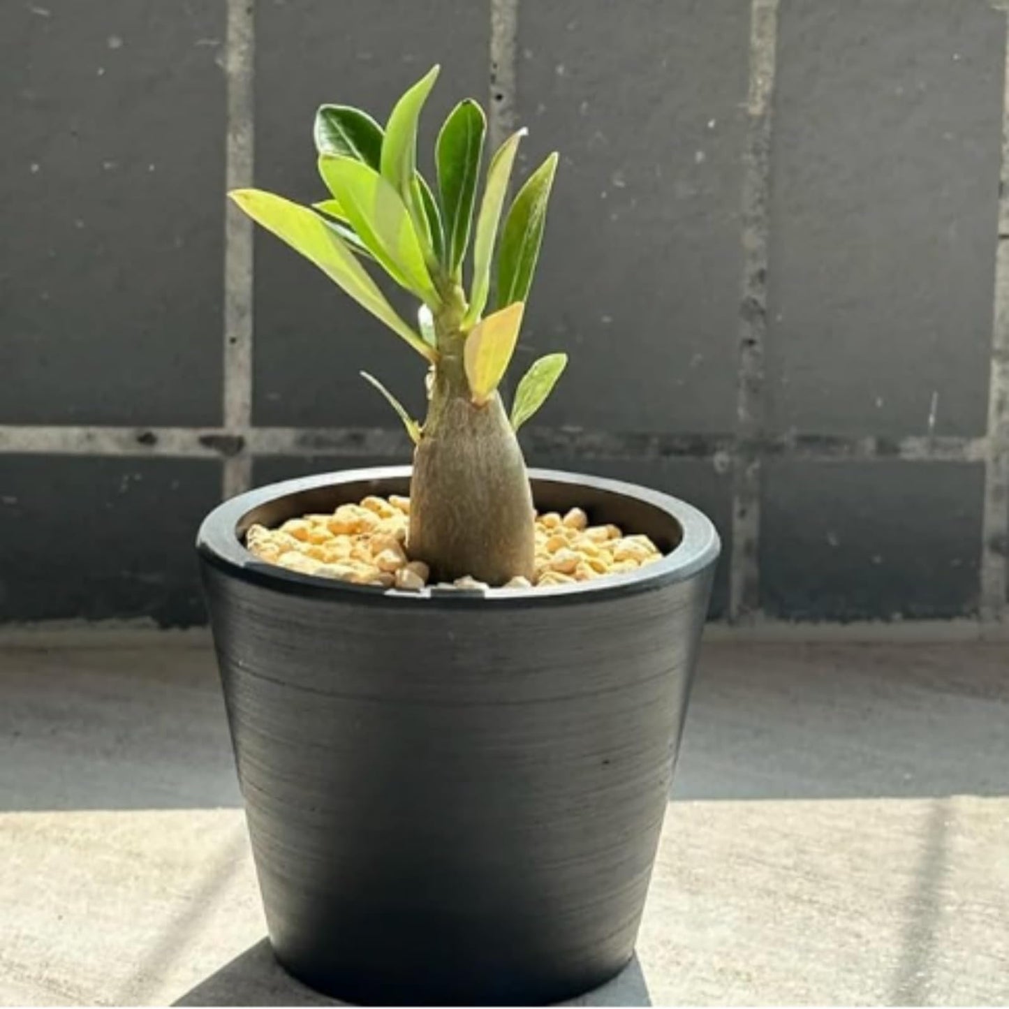 Rare Desert Rose Plant Live Succulent | Low Maintenance Flowering Plant for Indoor & Outdoor Home Garden Decor (1)