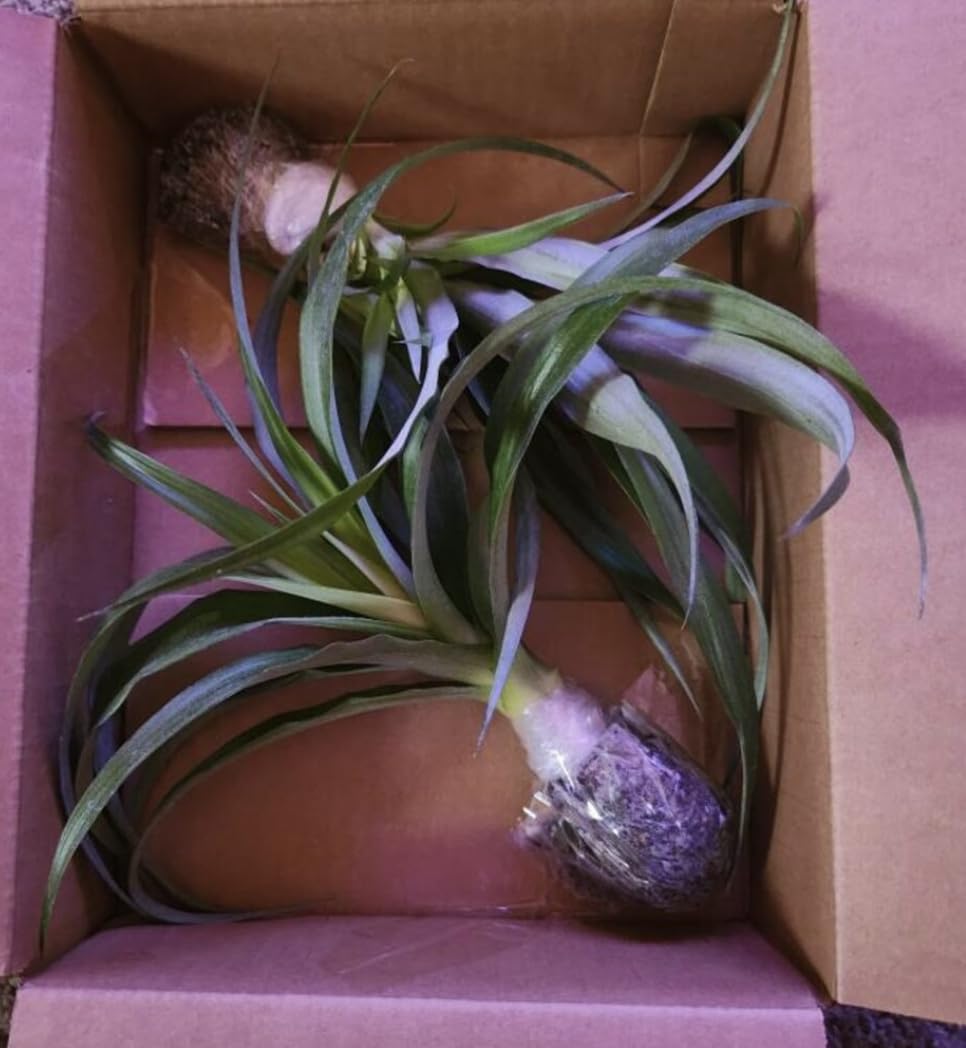 Live Elite Gold Pineapple Pineapple Plant (Ananas comosus) - (Pack of 2) - 4-6 Inches Tall - Ideal for Gardens and Containers - Sweet, Juicy Pineapple Fruit - Easy Grow, Ready for Planting