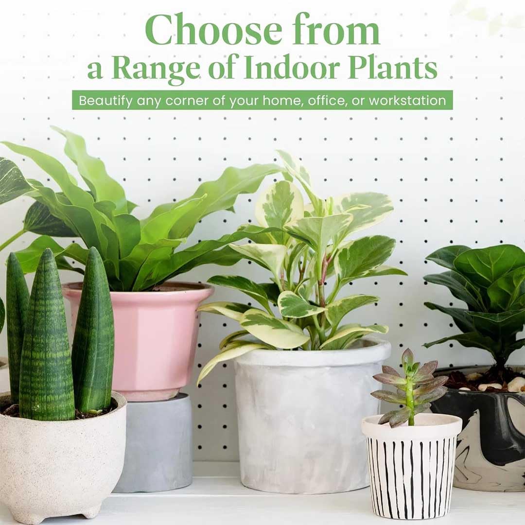 American Plant Exchange Golden Pothos 4-Inch Pot – Easy-Care Trailing Houseplant, Air-Purifying Vine for Home & Office, Low-Maintenance Indoor Plant for Hanging Baskets & Shelves